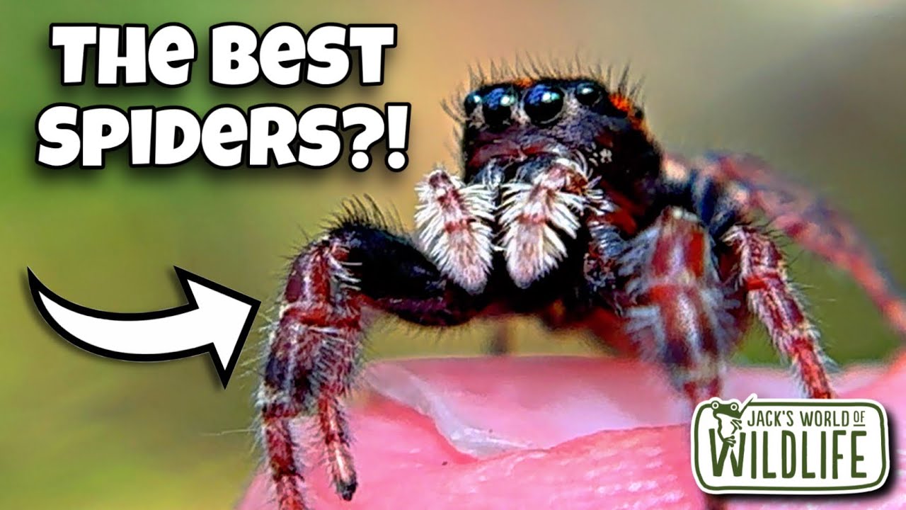 The BEST SPIDERS On EARTH? WATCH THIS If You LOVE JUMPING SPIDERS!
