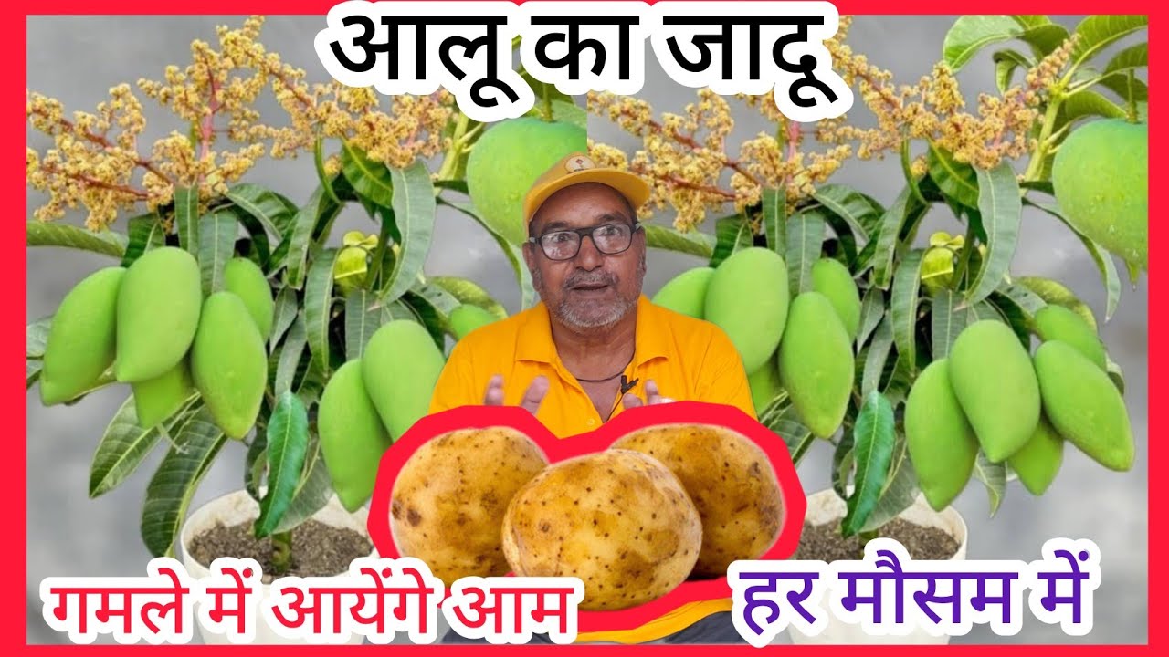 गार्डन में आलू का जादू बिना मौसम के गमले में आएंगे आम बस एक चीज़ डाल दो