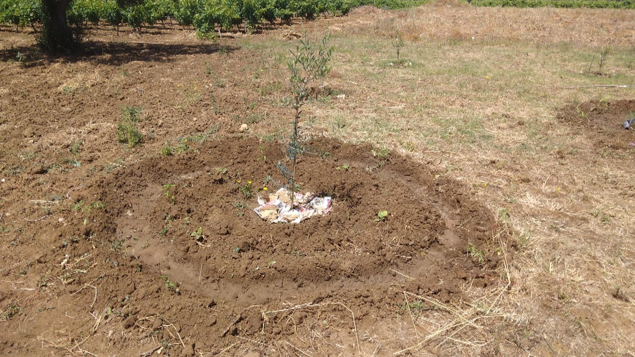Come piantare degli alberi di ulivo in un terreno incolto (esperimento sinergico)