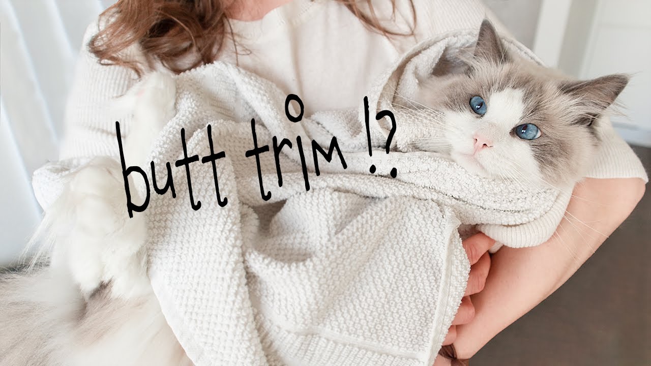 𝚑𝚘𝚠 𝚝𝚘 𝗛𝗬𝗚𝗜𝗘𝗡𝗘 𝗧𝗥𝗜𝗠 for long haired cats | ꜱᴀɴɪᴛᴀʀʏ ᴛʀɪᴍ 𝗧𝗨𝗧𝗢𝗥𝗜𝗔𝗟 | Ragdolls Pixie and Bluebell