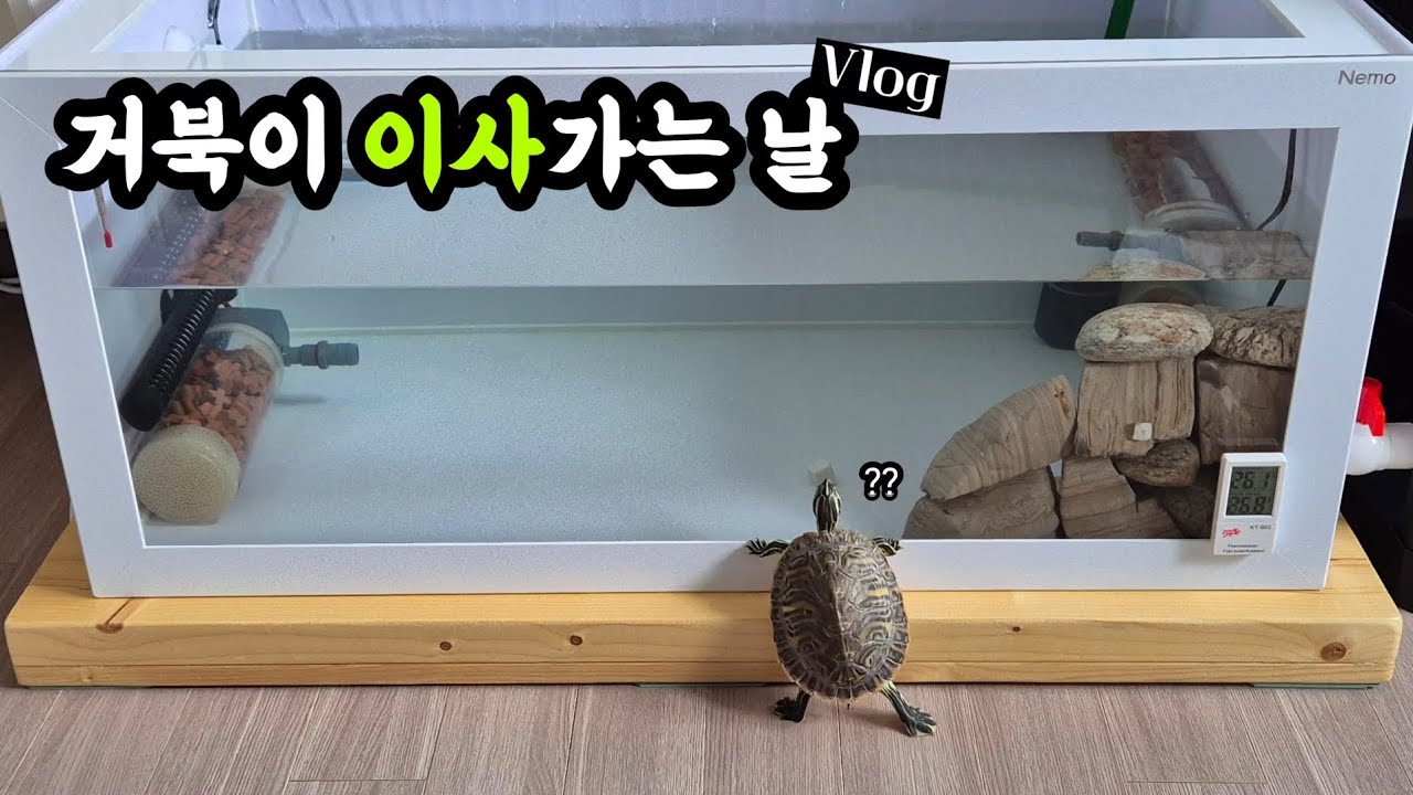 점점 커지는 페닌슐라쿠터 거북이에게 새집을 선물했어요🏠 (feat. 3자 초광폭 프라베 수조)