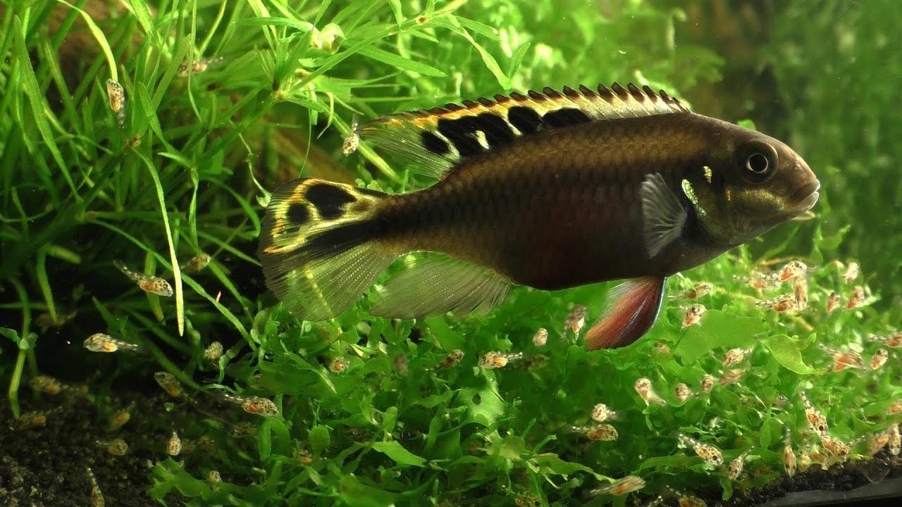 Kribensis  ( Pelvicachromis pulcher )