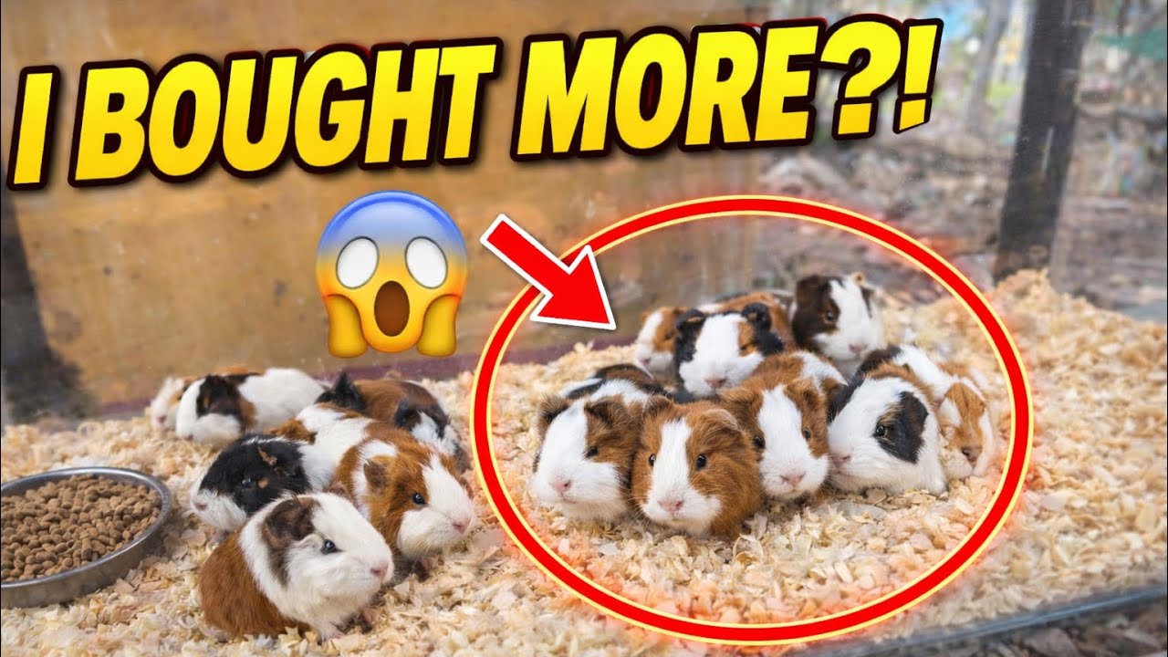 Adding MORE Guinea Pigs to My Farm 🔥 #minifarm 