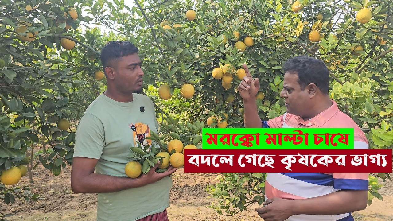থোকা থোকা মাল্টায় ভরা বাগান । মরক্কো মাল্টা চাষে বদলে গেছে কৃষকের ভাগ্য। খোঁজ খবর
