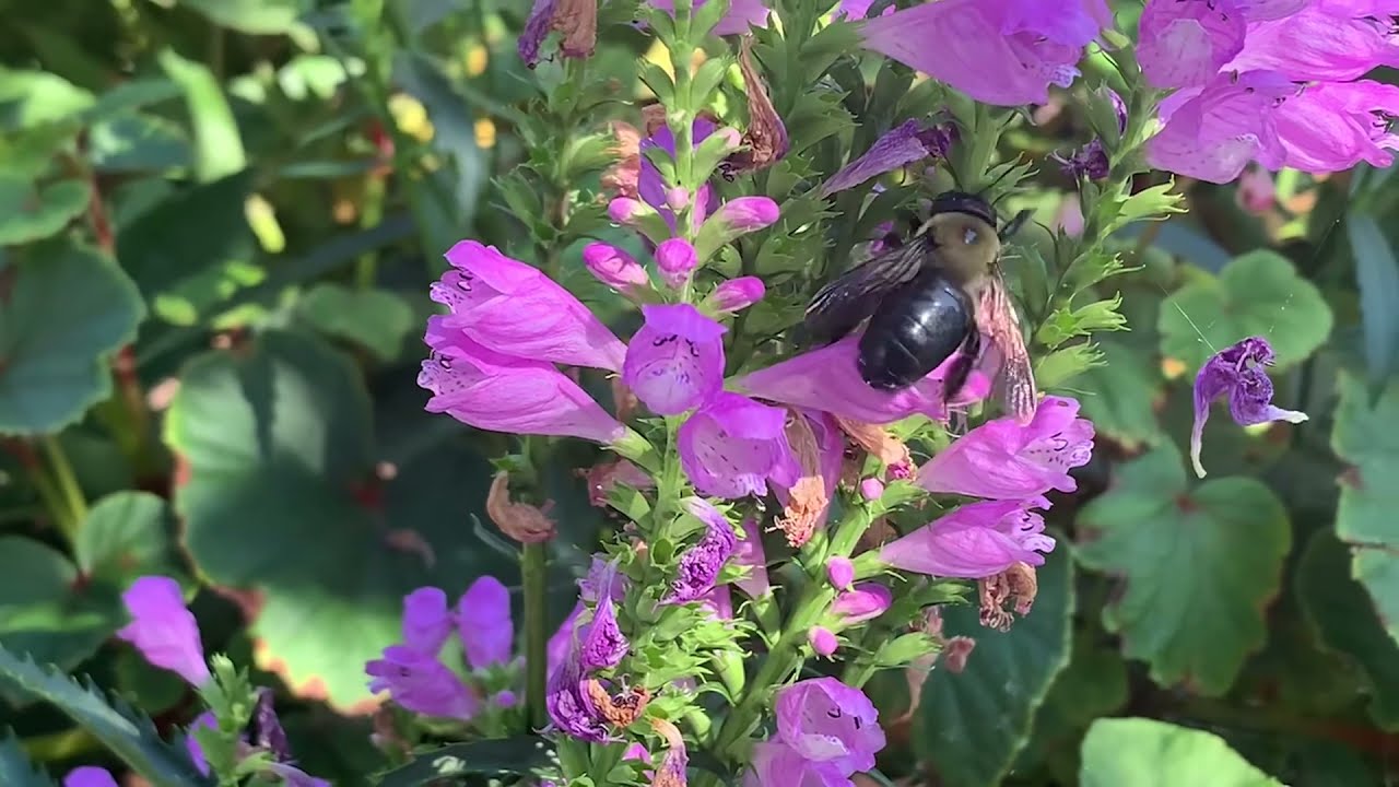 Plant Profile: Obedient Plant