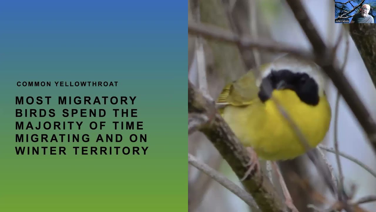 The Wonders of Bird Migration