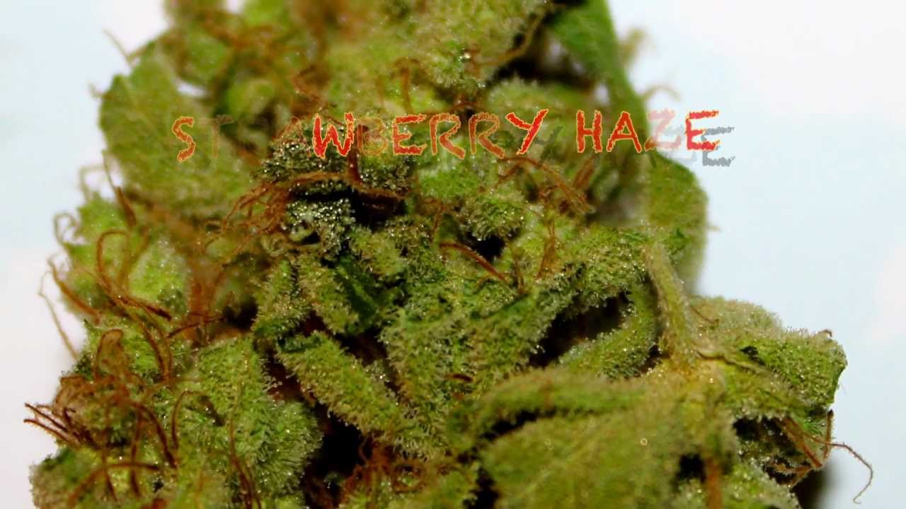 STRAWBERRY HAZE SWISS SATIVA X NL5 HAZE MIST HD