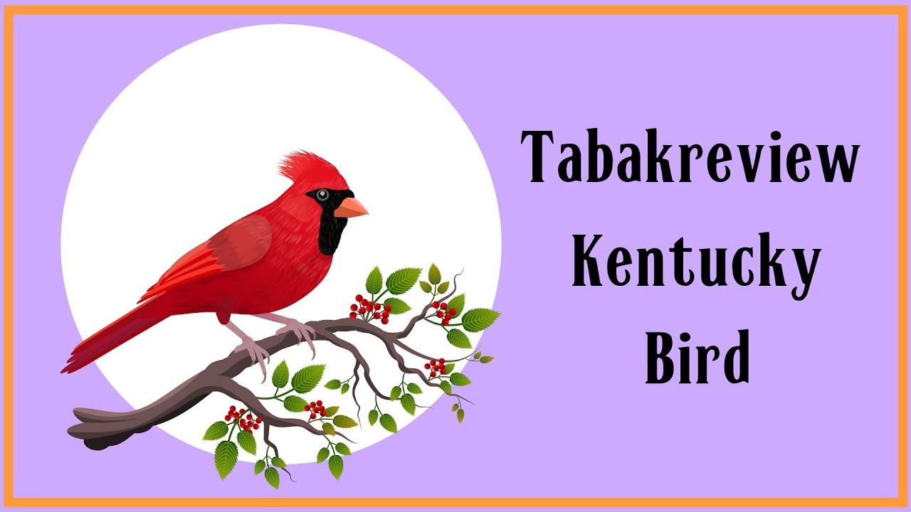 Tabakreview   Kentucky Bird