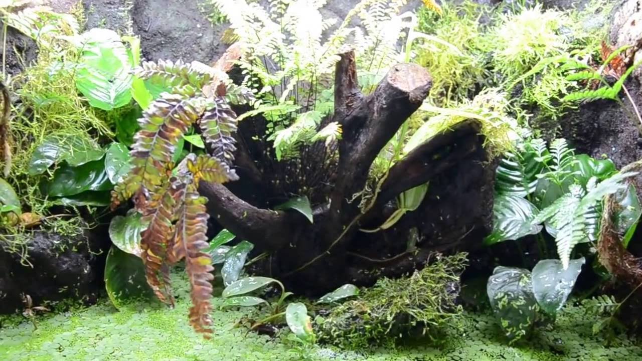 Hyperolius fusciventris burtoni