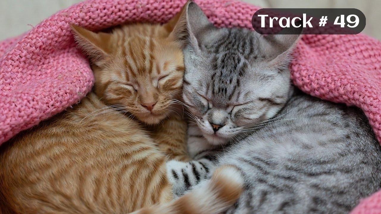 [Sleepy Cats Piano #49] Sleeping Cats with Gentle Piano Melody