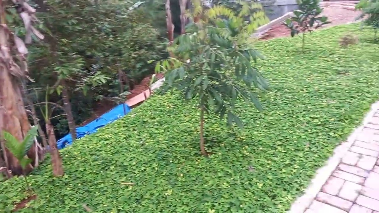 arachis pintoi yang sudah jadi