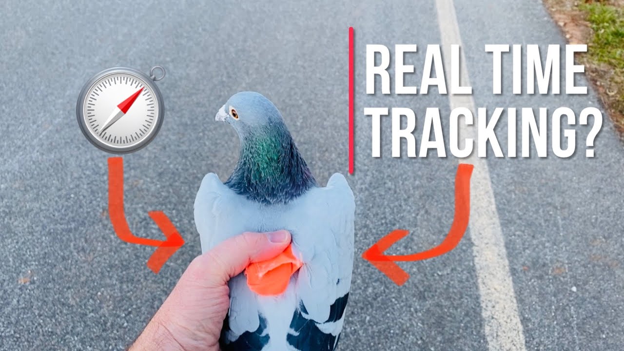 First Real-Time tracking of my racing pigeons??