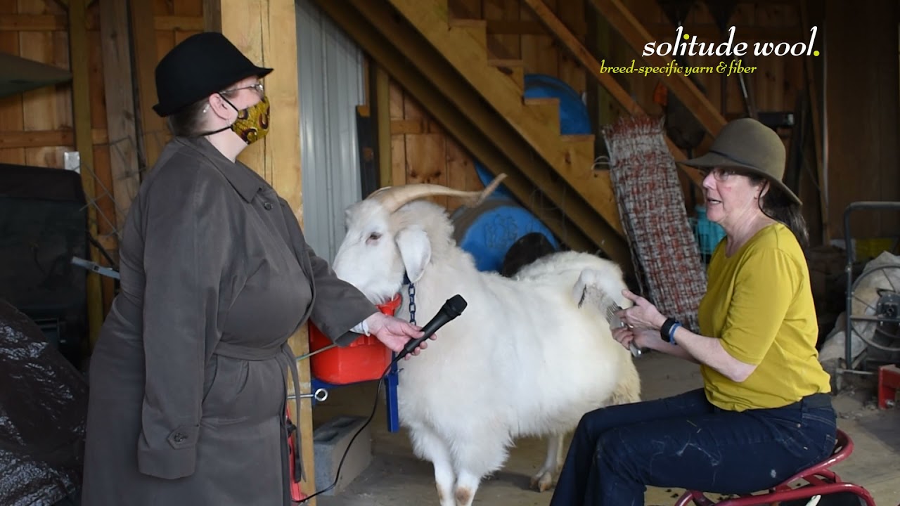 Solitude Wool's Roving Reporter gets exclusive interview with Curly the cashmere goat