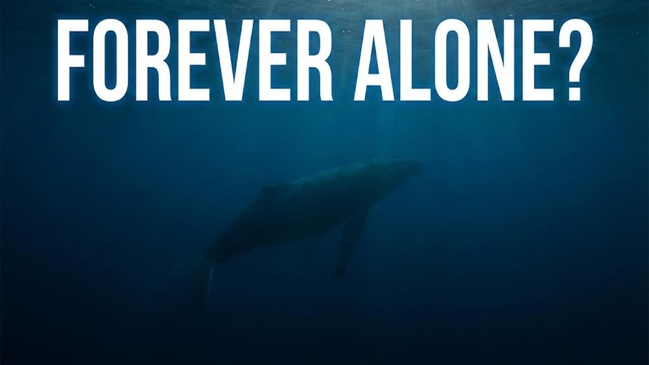Why This Whale Has No Family: The Science of an Anomaly