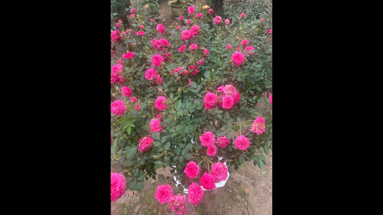 E chia sẻ hoa hồng zl 0983238821