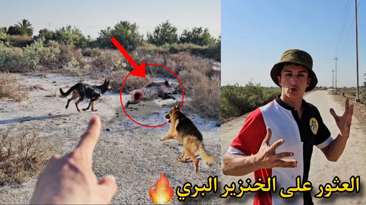 رحلة بحث تتحول إلى مطاردة الخنازير البرية _ شجاعة الكلاب !!😨🔥