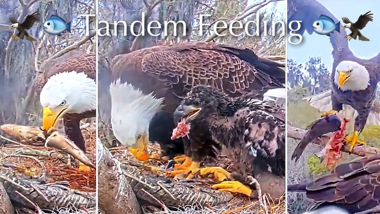 #350🦅Brutus🐥51° & Peanut🐥46°／Winter Park Eagle Nest 2026／Against All Odds:One-Eyed Mom／Wink💗Atlas