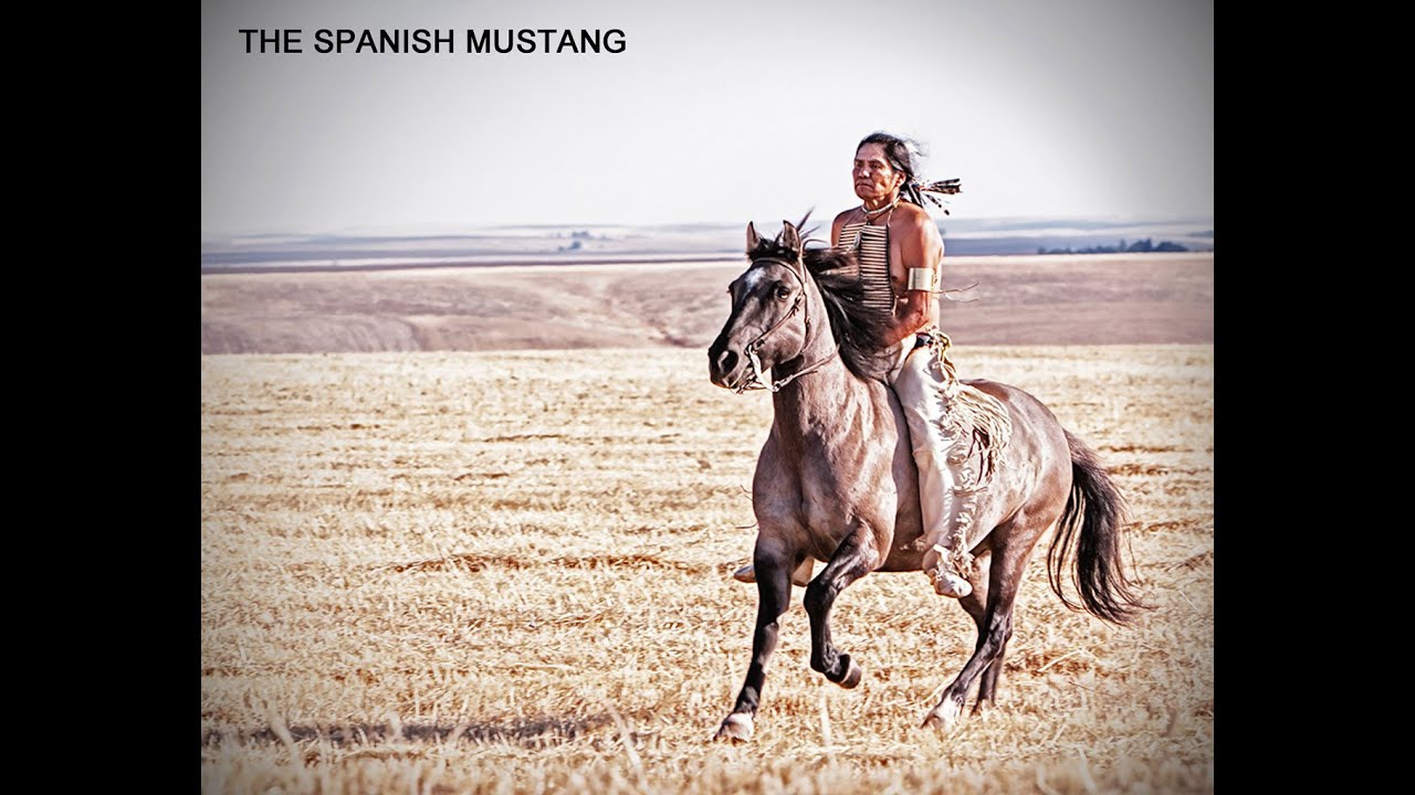 THE SPANISH MUSTANG