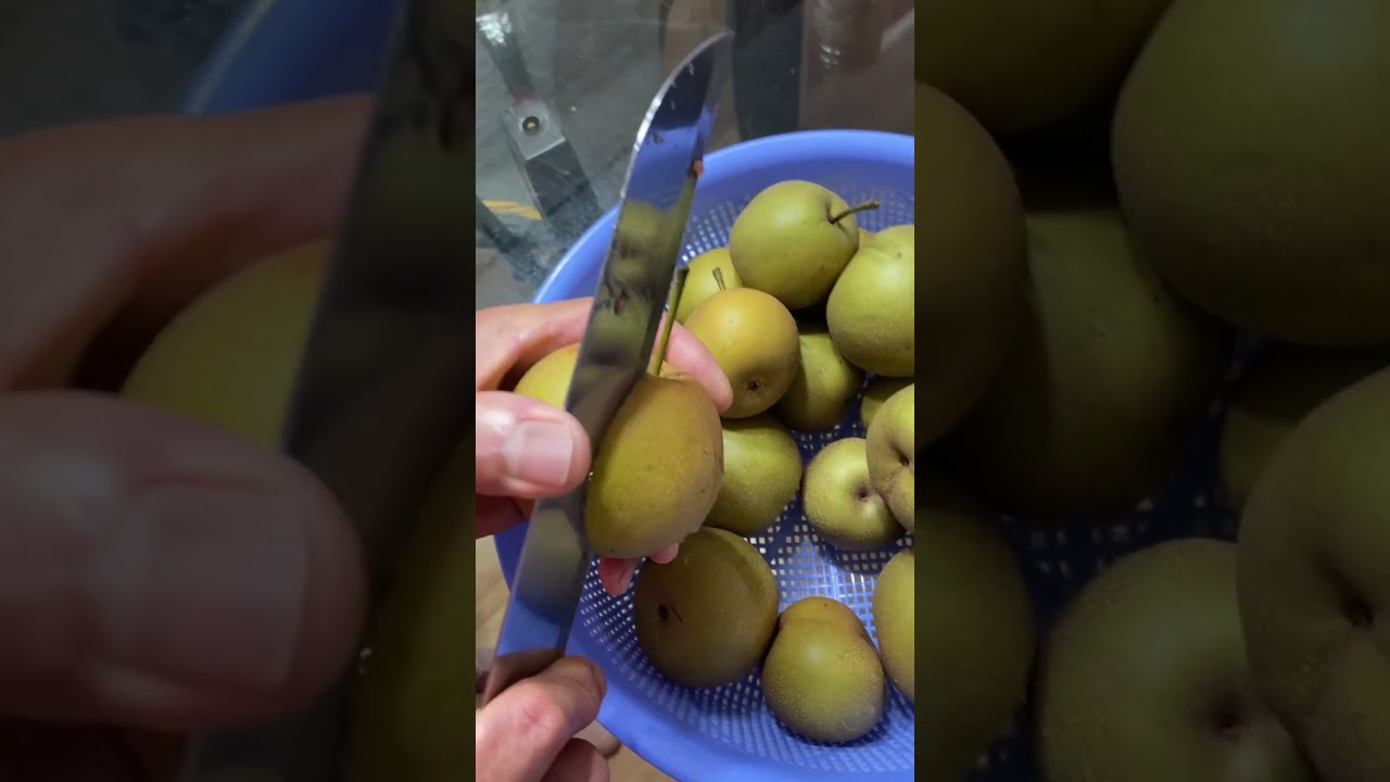 Cutting pears #organic #squashplantation #organicfood