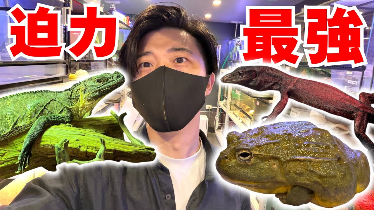 『インパクト最強』な爬虫類・両生類を厳選紹介！！