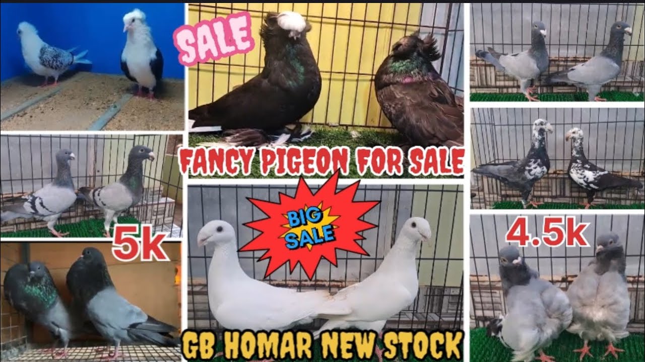 Fancy pigeon For Sale 🕊️GB Homar 🆕 Stocks फैन्सी कबूतर सेल 😍Fancy pigeon sale low price high quality