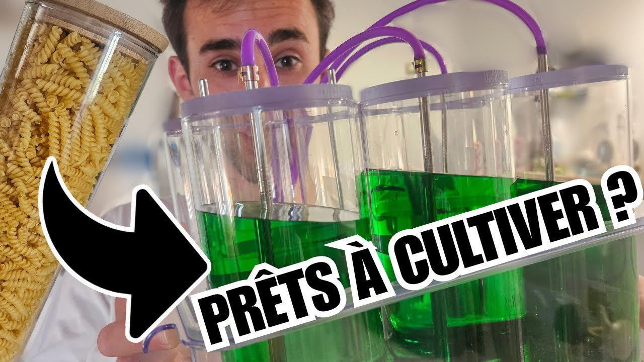 Comment sont cultivées les microalgues ?