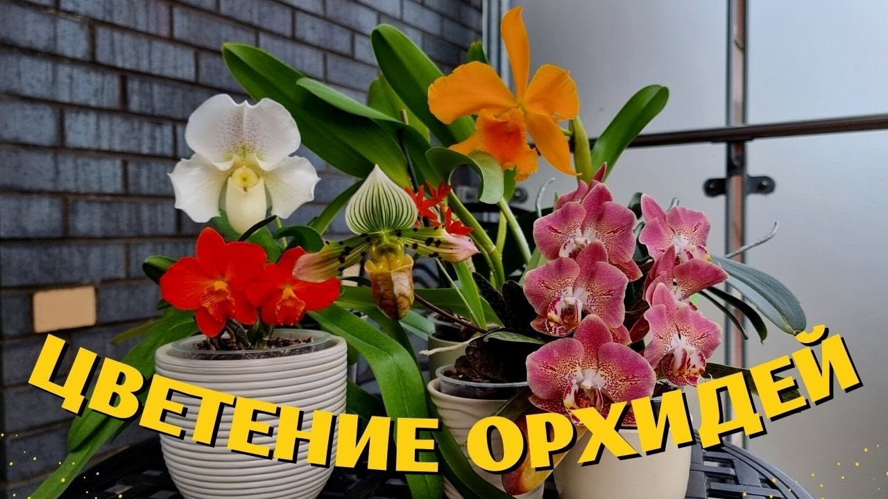 Орхидеи. Кое-что из 2024.