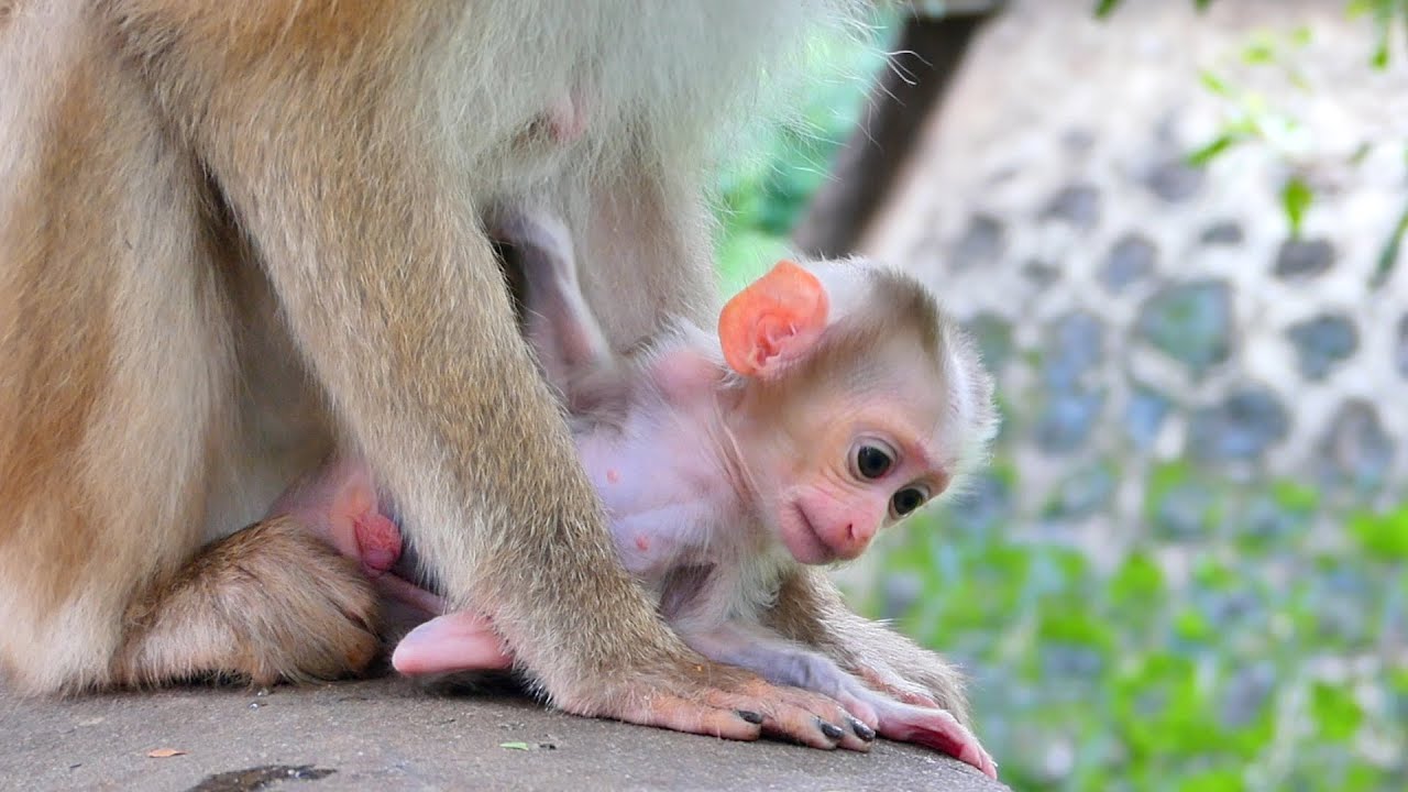 Tiny Baby Monkey Marco Really feels fresh Mama grooming and taking care of him is lovely