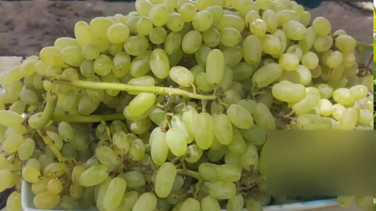 Sundar Khani Grapes Farming in Dunyapur Pakistan || Sundar Khani Angor ka Bagh || SRYTV