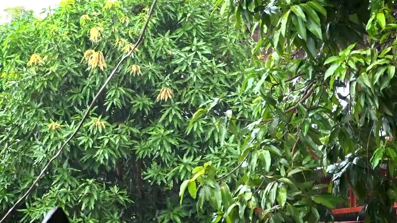 Soothing Piano with Rain Sounds 🌙 Relax & Sleep