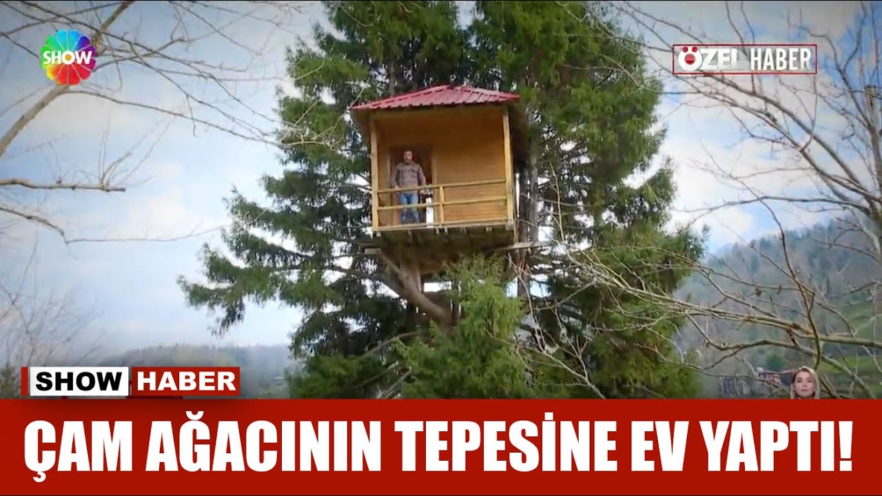 Çam ağacının tepesine ev yaptı!
