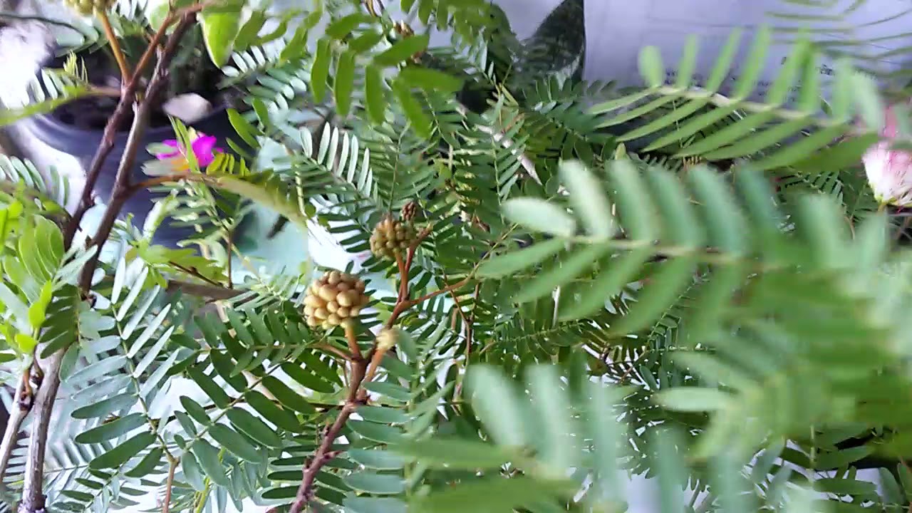 Caliandra (floração,cultivo e reprodução) #caliandradicasdecultivo