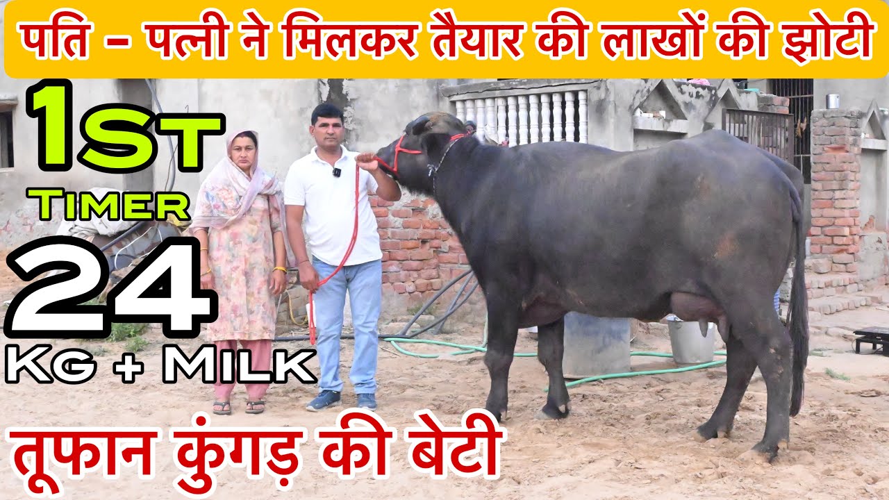 पति-पत्नी ने मिलकर तैयार की - तूफान कुंगड़ की बेटी । 24 किलो दूध दिया पहलन झोटी ने । Rajesh Master 