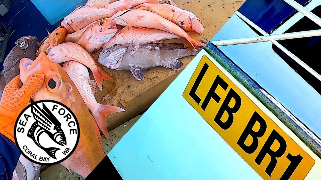 НОВЫЙ ВЫЗОВ - Наша первая коммерческая рыбалка. Золотистополосый, розовый и рубиновый люциан.