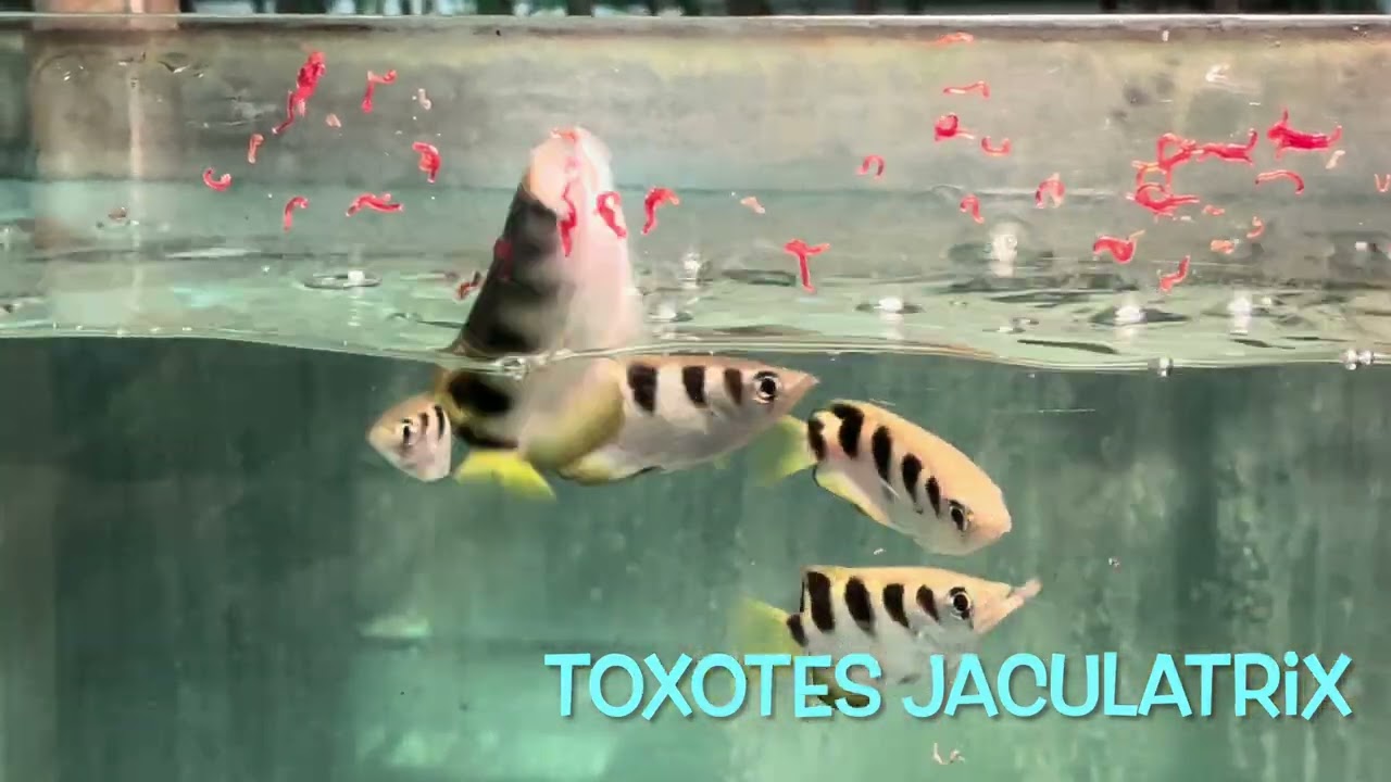 Toxotes jaculatrix & chatareus