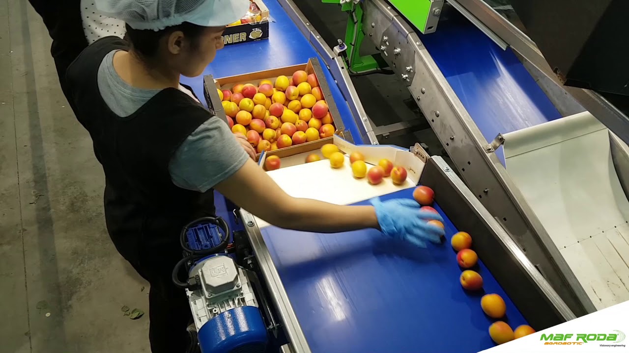 2017 - FRUTAS TABERNER (SPAIN) - Apricot Uniway