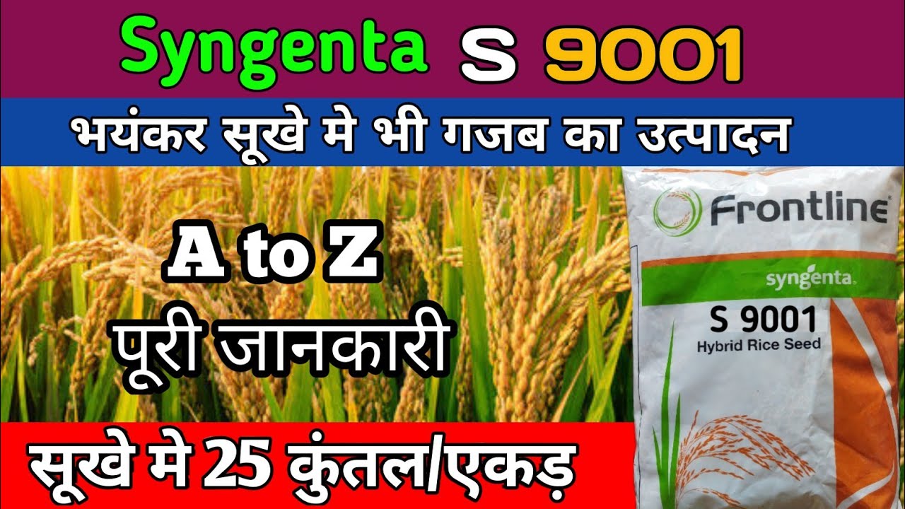 S9001 hybrid paddy | syngenta s9001 paddy | paddy variety for drought area | s9001 hybrid paddy seed