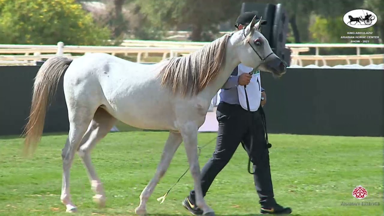 N 1 MS ABRAR   2021 KING ABDULAZIZ ARABIAN HORSE CENTER SHOW   Yearling Fillies Class 1A