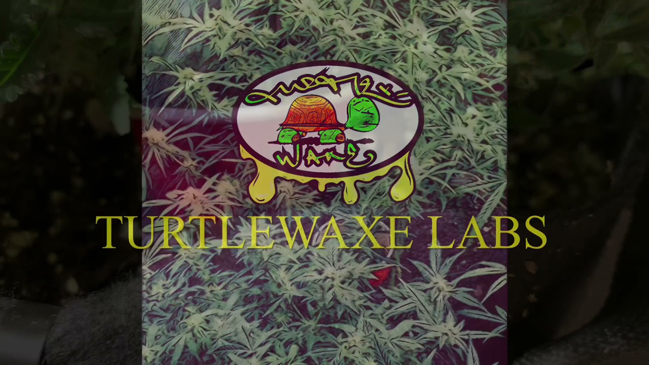 👾Purple Ryder👾 Week 11 Auto-Flower