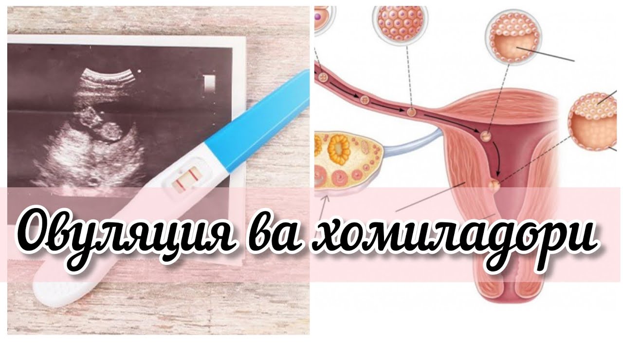 3 СПОСОБА ОПРЕДЕЛЕНИЯ ОВУЛЯЦИИ ДЛЯ БЕРЕМЕННЫХ ЖЕНЩИН #беременность #здороваяжизнь