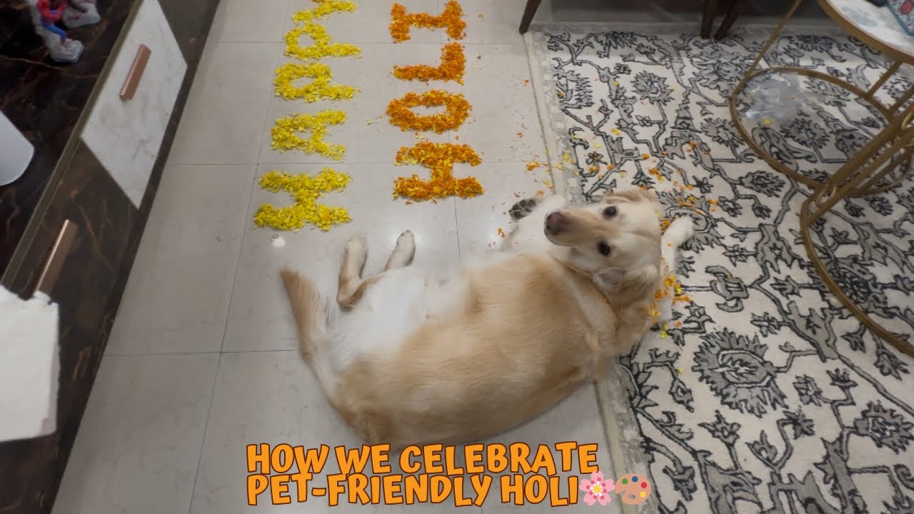 Pre-Holi Preparations with Togo 🌸🐶| How We Celebrate Dog-Friendly Holi 🐾