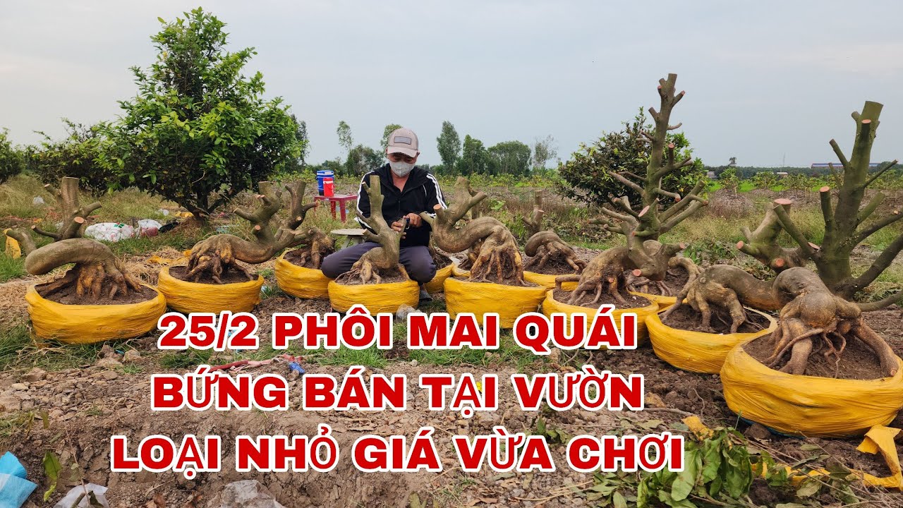 25/3 phôi mai quái bứng bán tại vườn loại giá rẻ vừa chơi