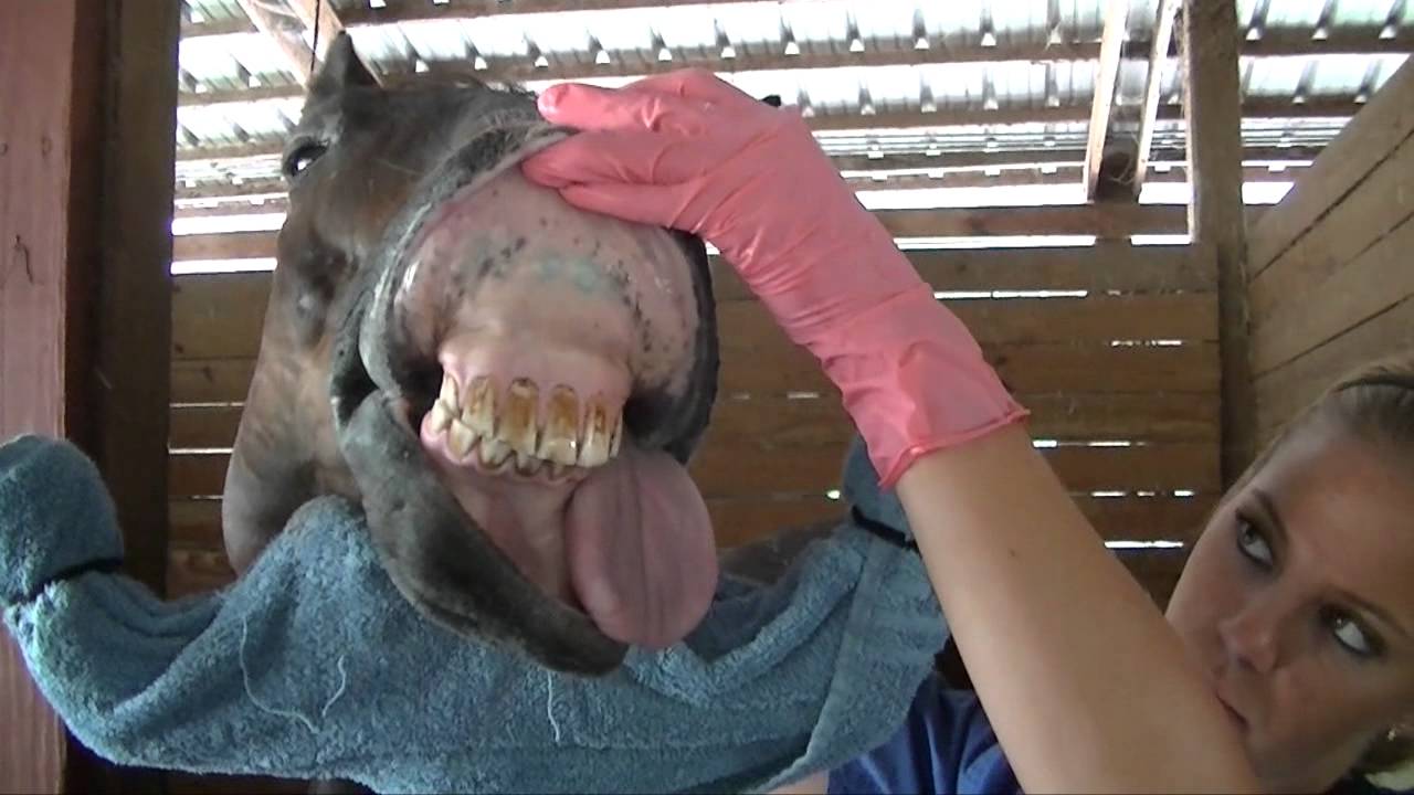 Dr. John Bivens - Veterinary Equine Dentistry