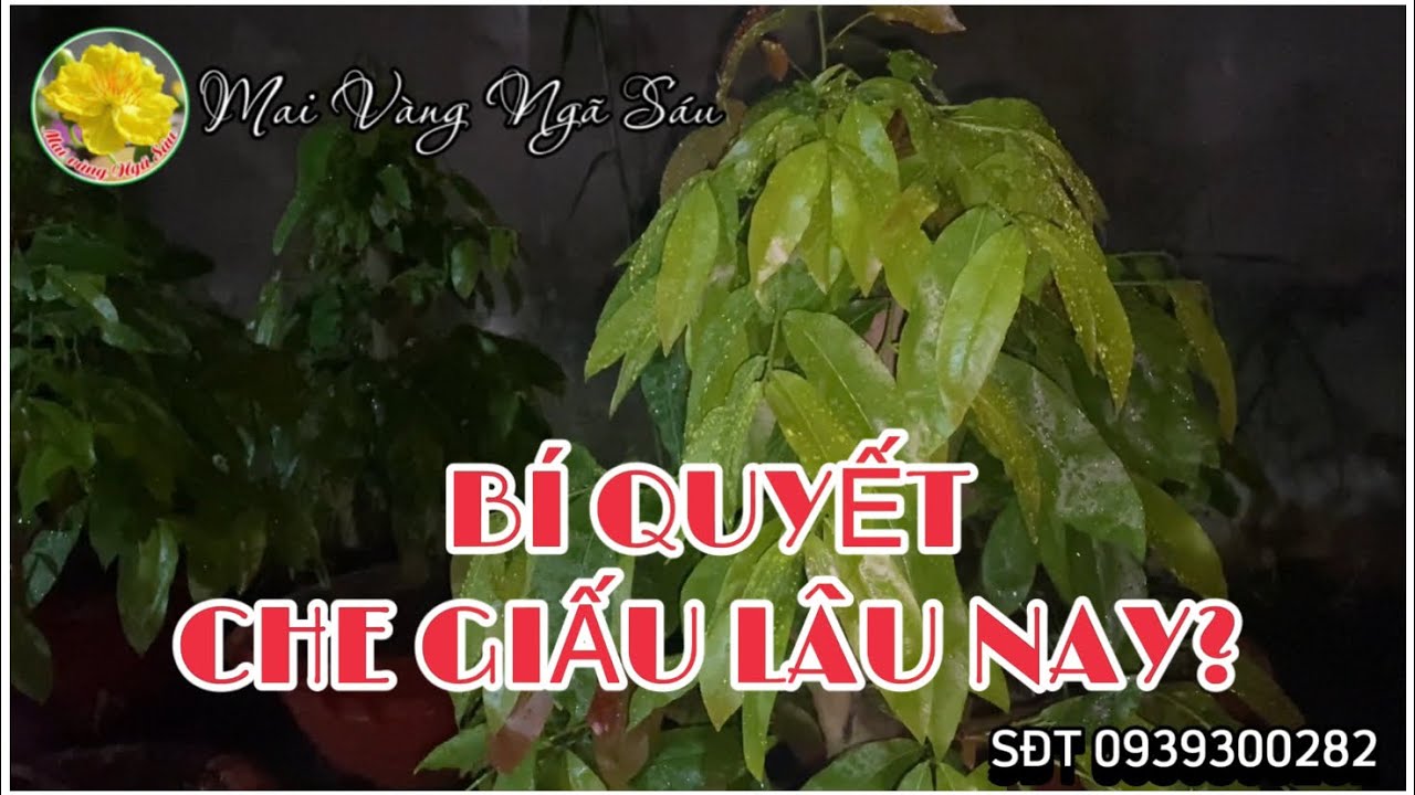 Bí quyết lá mai to xanh mướt nhà vườn che giấu bấy lâu nay?