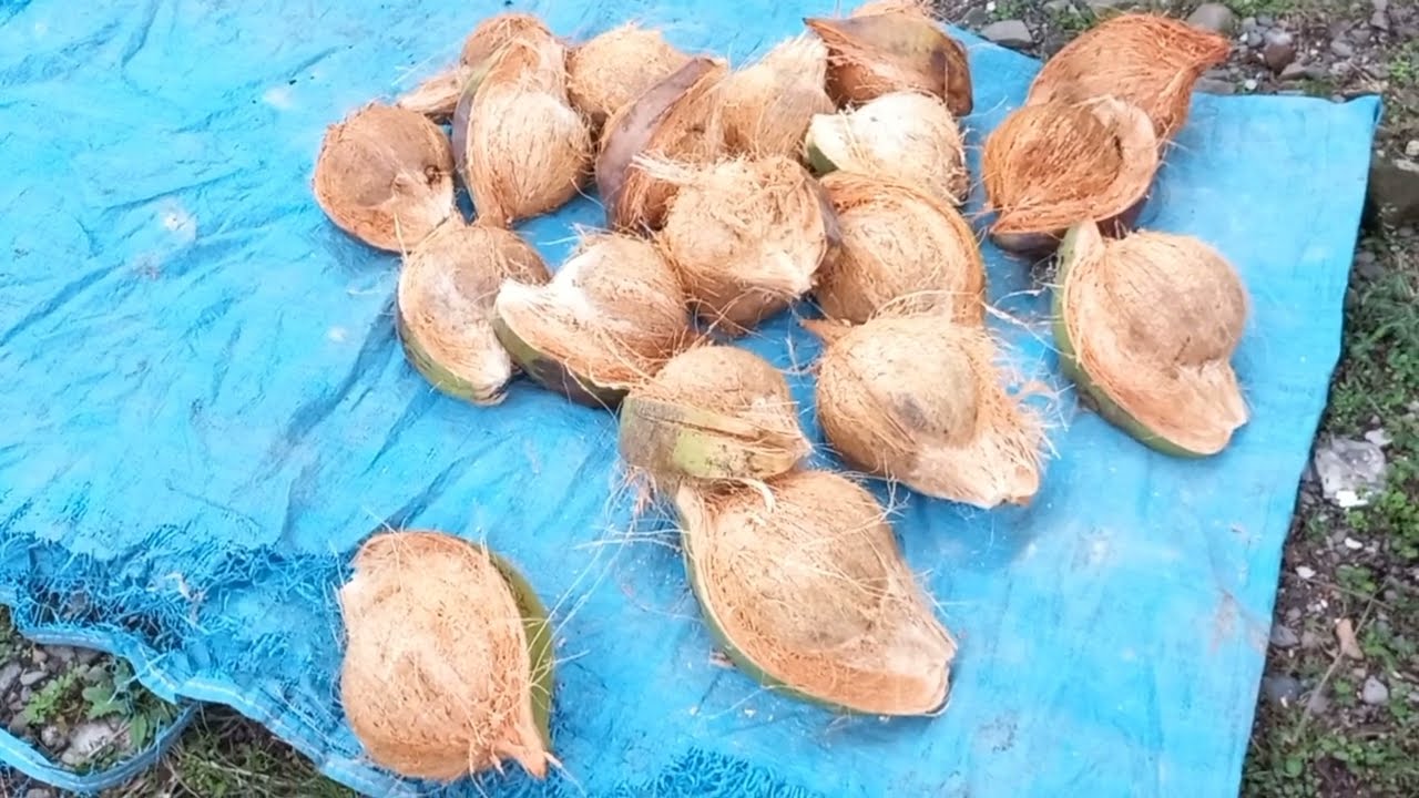 Peeling coconut with crowbar
