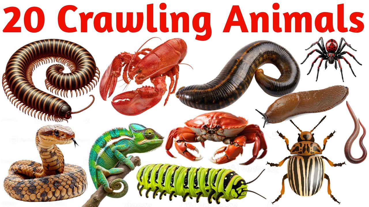 20 Crawling Animals Names for Kids | Learn Insects & Reptiles with Sounds and Pictures |Fun Learning