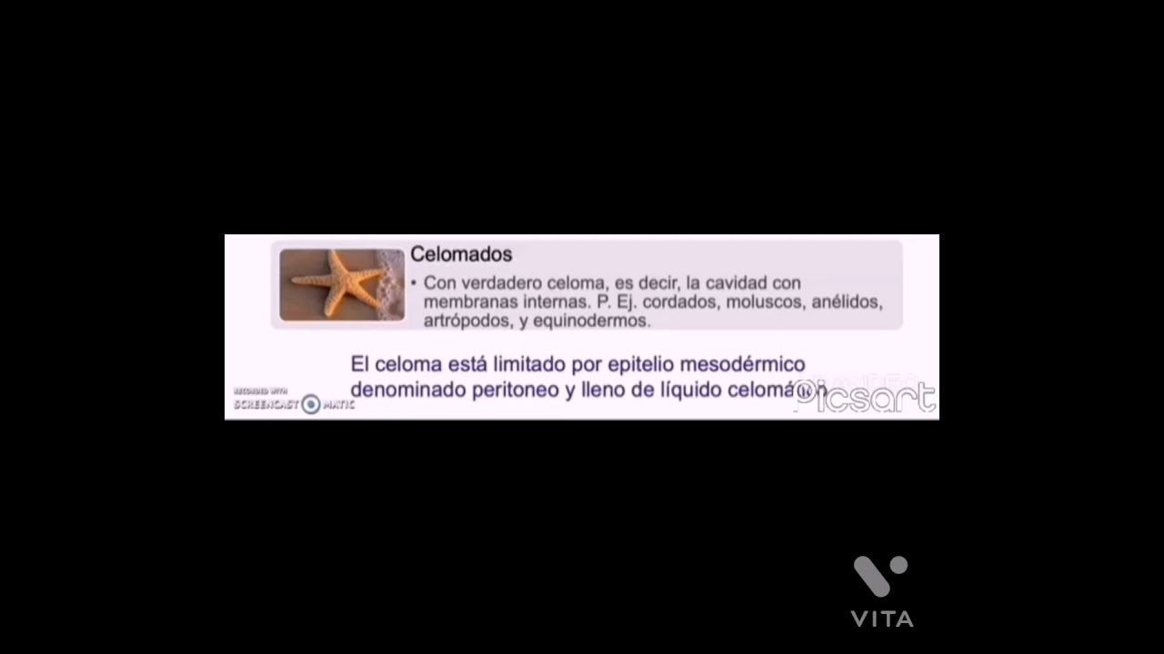 celomados protostomados