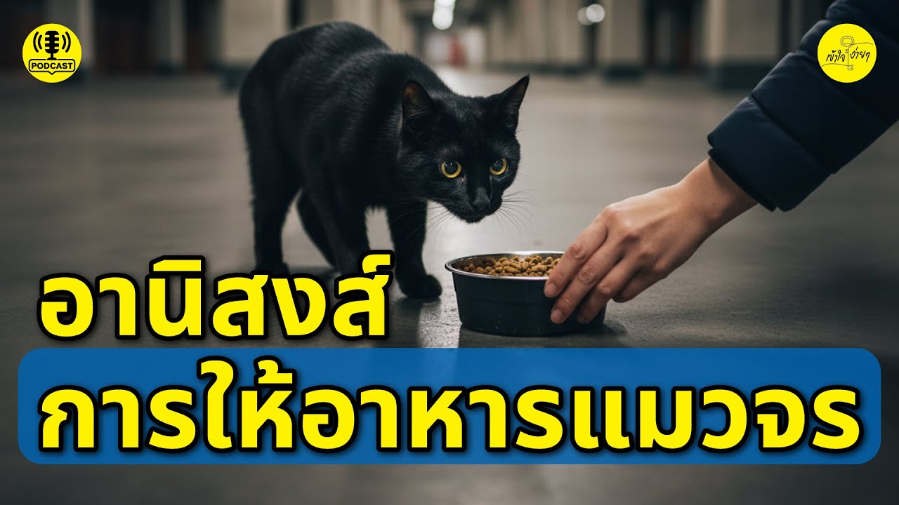 อานิสงส์การให้อาหารแมวจร | เข้าใจง่ายๆ