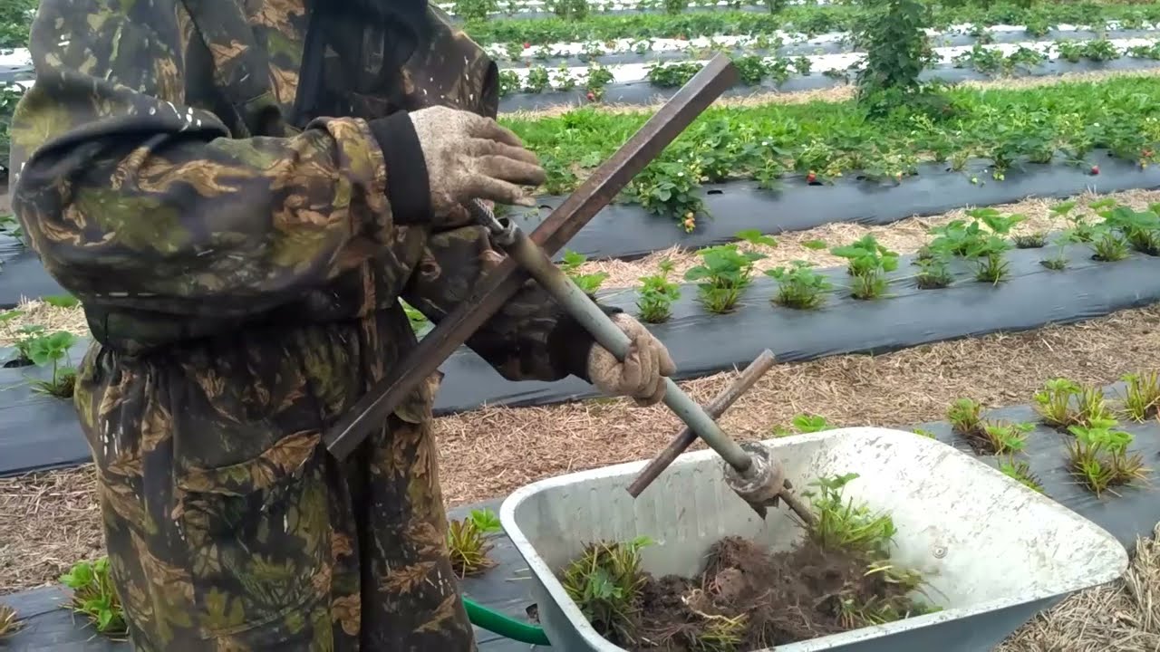 Удалитель старых кустов Клубники