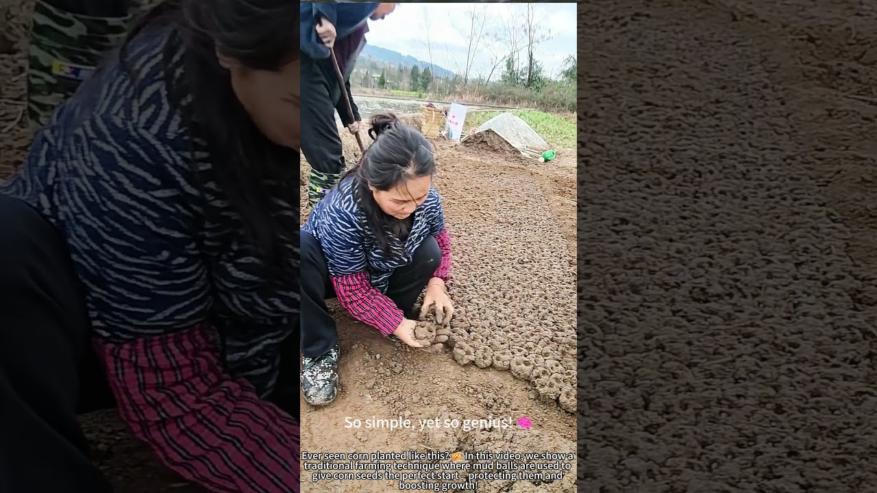 Genius Way to Plant Corn Using Mud Balls! 🌽
